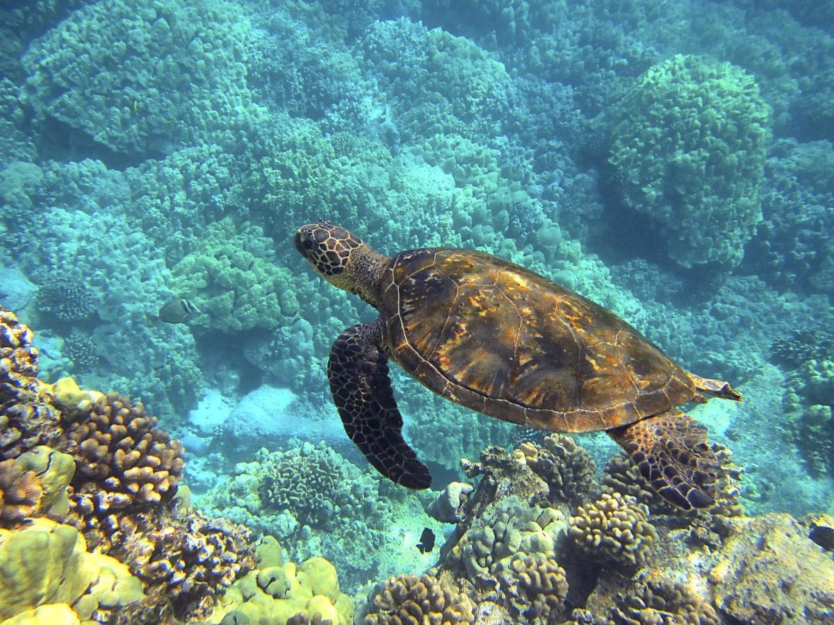Superbe Bord De Mer, Acces Lagon Et Piscine Privee Paea Exterior foto